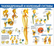 093_1300х1000 - тазобедренный и коленный суставы