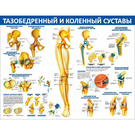 Тазобедренный и коленный суставы